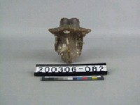 藏品(象脊椎骨)的圖片