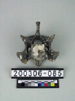 藏品(牛脊椎骨)的圖片