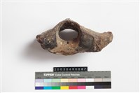 藏品(鱷魚脊椎骨)的圖片