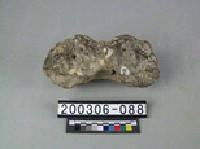 藏品(鱷魚脊椎骨)的圖片