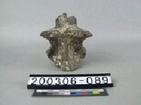 藏品(象脊椎骨)的圖片