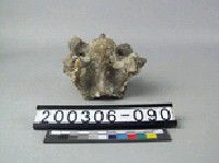 藏品(牛脊椎骨)的圖片