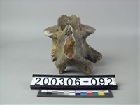 藏品(象脊椎骨)的圖片