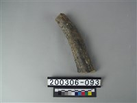 藏品(鹿角)的圖片