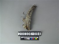 藏品(鹿角)的圖片