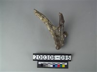 藏品(鹿角)的圖片