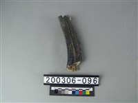 藏品(鹿角)的圖片