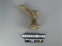 藏品(鹿角)的圖片