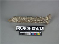 藏品(鹿角)的圖片