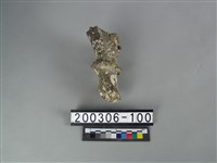 藏品(鹿角)的圖片