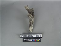 藏品(鹿角)的圖片