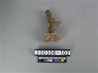 藏品(鹿角)的圖片