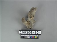 藏品(鹿角)的圖片