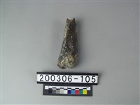 藏品(鹿角)的圖片