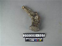 藏品(鹿角)的圖片