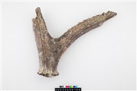 藏品(梅氏四不像鹿角)的圖片