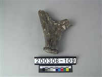 藏品(鹿角)的圖片