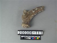 藏品(鹿角)的圖片