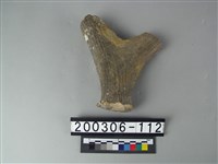 藏品(鹿角)的圖片