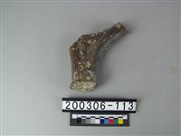 藏品(鹿角)的圖片