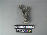 藏品(鹿角)的圖片