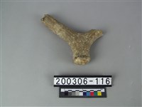 藏品(鹿角)的圖片