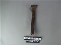 藏品(鹿角)的圖片