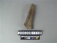 藏品(鹿角)的圖片