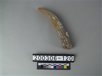 藏品(鹿角)的圖片