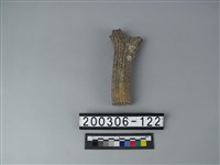 藏品(鹿角)的圖片