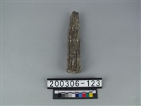 藏品(鹿角)的圖片