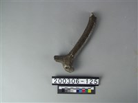 藏品(四不像角)的圖片