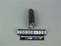 藏品(鹿角)的圖片