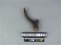 藏品(鹿角)的圖片