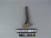 藏品(鹿角)的圖片