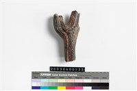 藏品(四不像角)的圖片