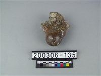 藏品(象肢骨)的圖片