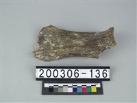 藏品(象肩胛骨)的圖片