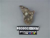 藏品(牛跟骨)的圖片