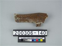 藏品(牛齒)的圖片