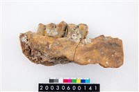 藏品(德氏水牛左下顎)的圖片