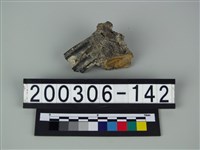 藏品(牛齒)的圖片