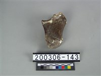 藏品(牛跟骨)的圖片