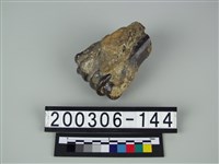 藏品(牛蹠骨)的圖片