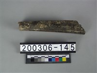 藏品(牛肢骨)的圖片