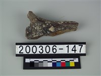 藏品(牛骨（部位不明）)的圖片