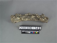 藏品(牛骨)的圖片