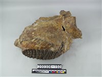 藏品(象齒槽)的圖片