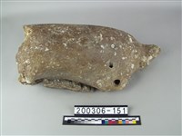 藏品(象齒槽)的圖片