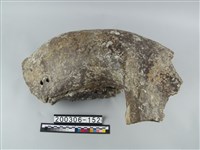 藏品(象齒槽)的圖片